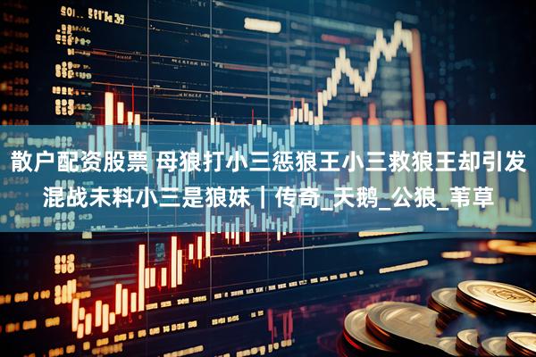 散户配资股票 母狼打小三惩狼王小三救狼王却引发混战未料小三是狼妹｜传奇_天鹅_公狼_苇草